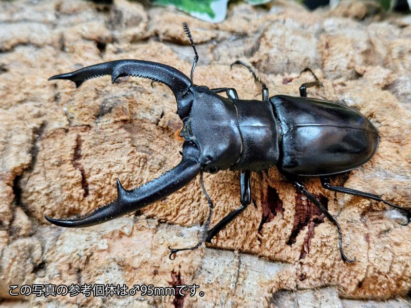マンディブラリスフタマタクワガタ成虫 インドネシア スマトラ島ジャンピ産 ペア