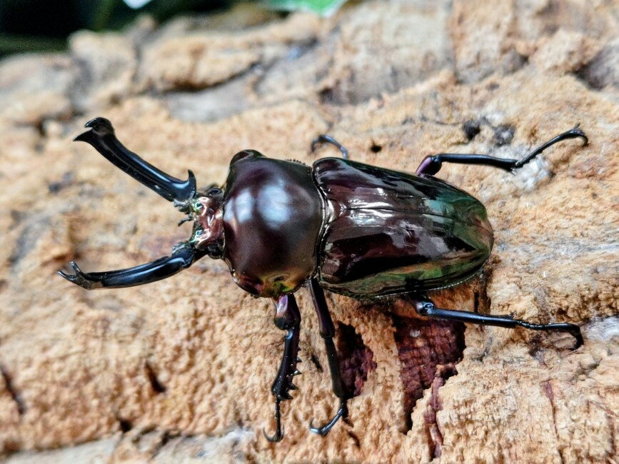 ニジイロクワガタ(ブラック血統)成虫 オーストラリア クィーンズランド産 ペア