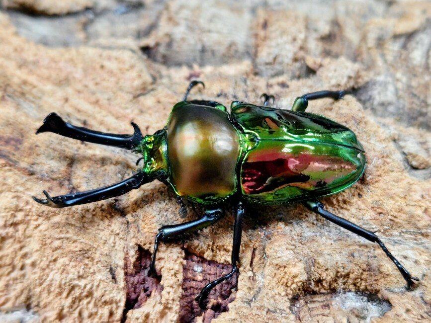 ニジイロクワガタ成虫 オーストラリア クィーンズランド産 ペア