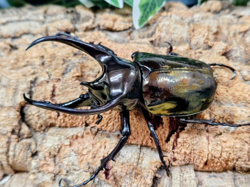 ミンダナオアトラス(フィリピンアトラス)成虫 フィリピン ミンダナオ島マラグサン産 ペア