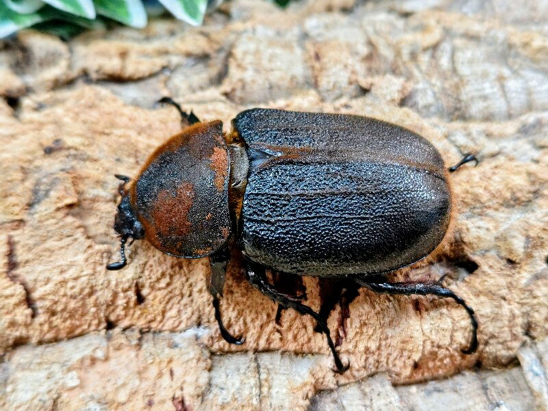 D.H.ヘラクレス成虫 フランス領 グアドループ産 ♀単品