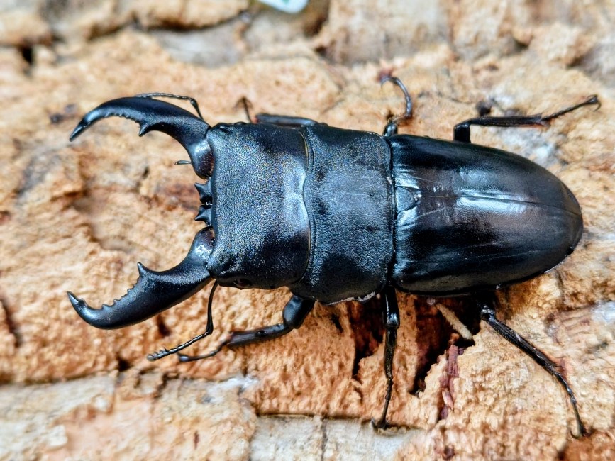 アマミヒラタクワガタ成虫 鹿児島県 大島郡瀬戸内町産 ペア