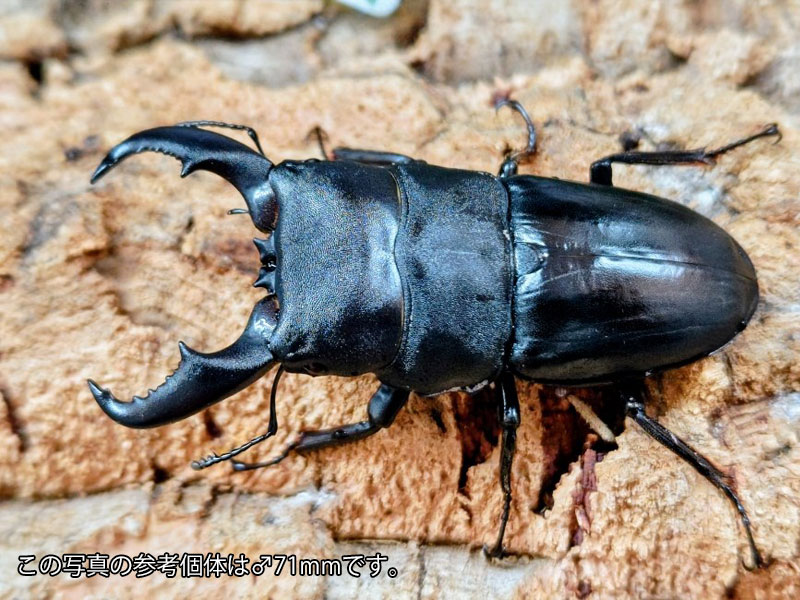 アマミヒラタクワガタ成虫 鹿児島県 大島郡瀬戸内町産 ペア