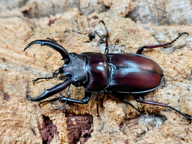 ペロッティシカクワガタ成虫 ベトナム ダラット産 ペア＋♀トリオ