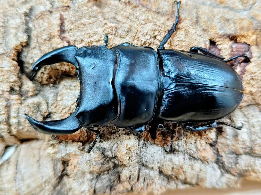 【販売商品情報】 ■産地 中国福建省旧北峰 ■累代： CB ■♂情報 A'79(僅かにV字開き)mm ■♂羽化日 2025/5 ■♀情報 50mm ■♀羽化日 2025/5 ■販売形態 ペア 【昆虫基本情報】 ■学名：Dorcus hope...