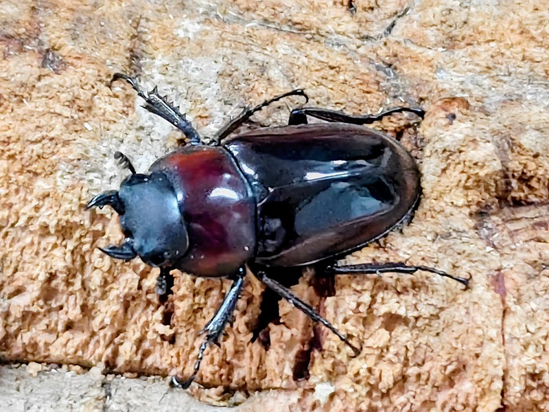 昆虫ショップCOLORS楽天市場店のドルサリスノコギリクワガタ成虫 フィリピン マリンドッケ島産 ペア｜アングル2