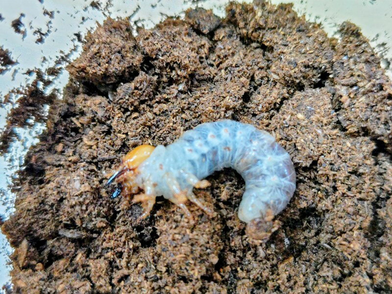 Insects - オキピタリスノコギリクワガタ幼虫 インドネシア産