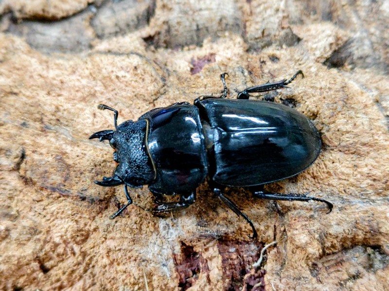 パラワンオオヒラタクワガタ成虫 フィリピン パラワン島Mt.ガントン産 ♀単品