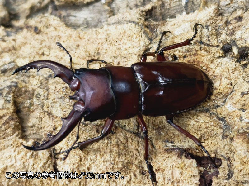 トクノシマノコギリクワガタ成虫 徳之島天城岳産 ペア 1