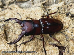 トクノシマノコギリクワガタ成虫 徳之島天城岳産 ペア