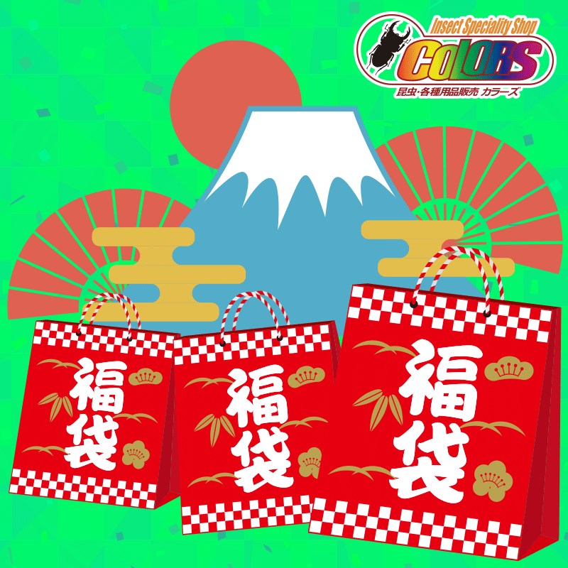 10,000円【2024新春昆虫福袋】 2024/1/2から順次発送 販売価格は梱包等配送手数料含みます 特選フィリピン産WDクワガタ成虫ペア×2のサムネイル
