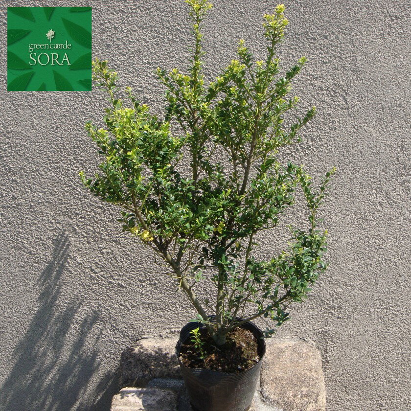 キンメツゲ　20本　植木 苗
