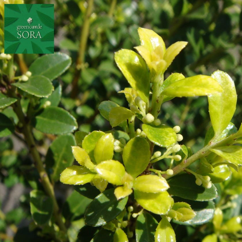 キンメツゲ　5本　植木 苗