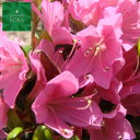 クルメツツジ 老いの目覚め 1本 植木 苗