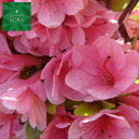クルメツツジ 麒麟 5本 植木 苗
