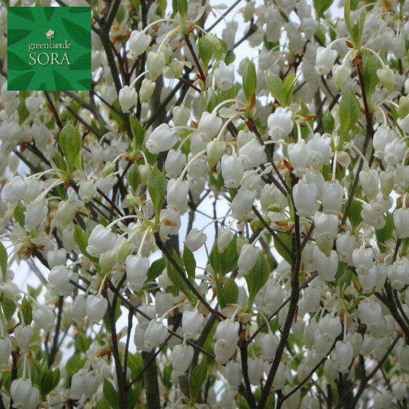 ドウダンツツジ 白花 H500~700 20本