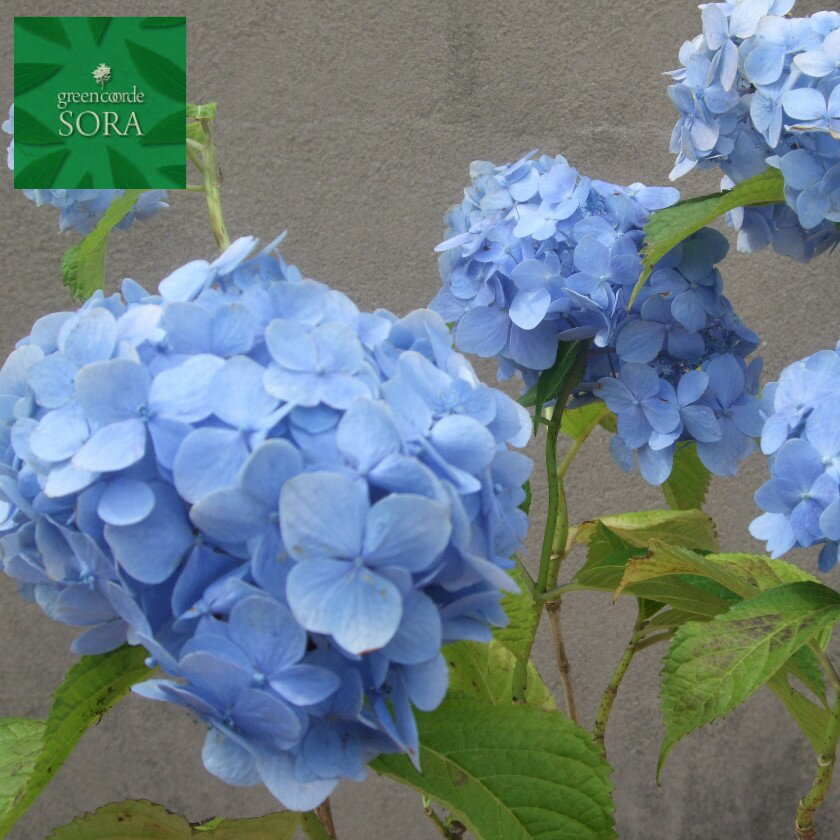 ラスト1鉢 紫陽花鉢 希少 Hiシリーズ スカイ 4 5寸 仕入れからの