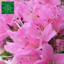 クルメツツジ(ピンク) 5本 植木 苗