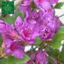 クルメツツジ(紫) 5本 植木 苗