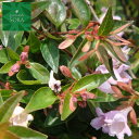 アベリア エドワードゴーチャ 10本 植木 苗