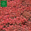 紅ドウダンツツジ20本 植木 苗