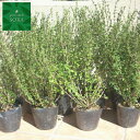 白丁花 20本 植木 苗