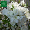 クルメツツジ(白) 5本 植木 苗