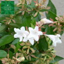 アベリア 10本 植木 苗
