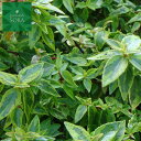 アベリア カレイドスコープ 10本 植木 苗