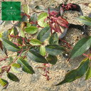 イワナンテン　アキシラリス　12本　植木 苗 2