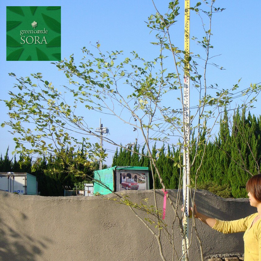 アオハダ 株立 樹高H:2500mm　植木 苗