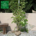 常緑ヤマボウシ 単木 樹高 H:3000mm 植木 苗
