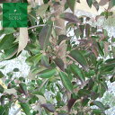 常緑ヤマボウシ 単木 樹高 H:3000mm 植木 苗