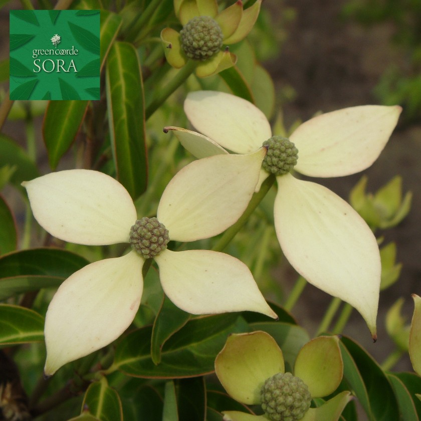 常緑ヤマボウシ　株立　樹高H:2000mm　植木 苗