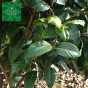 久留米乙女椿 単木 樹高H:3000mm 植木 苗