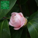 久留米乙女椿 単木 樹高H:3000mm 植木 苗