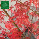 イロハモミジ 単木 樹高 H:2500mm 植木 苗