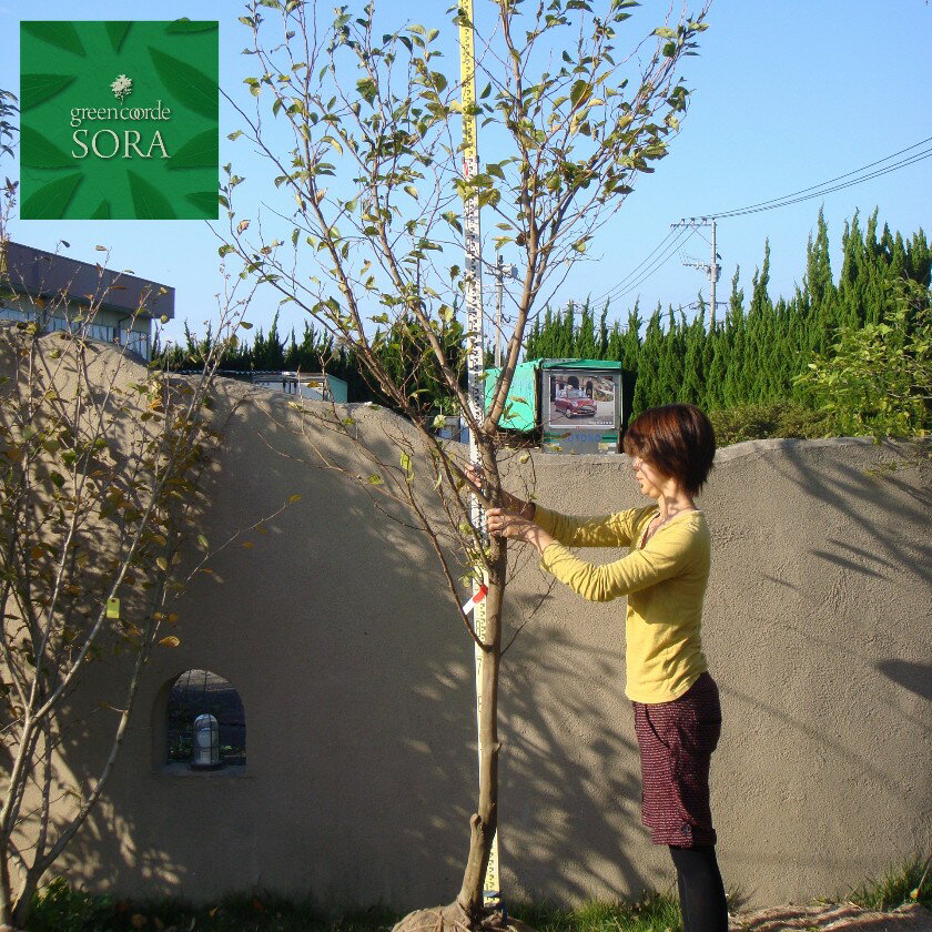 エゴ 桃花 単木 樹高H:3500mm　植木 苗