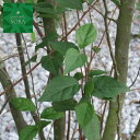 エゴの木 桃 株立 樹高 H:3000mm 植木 苗