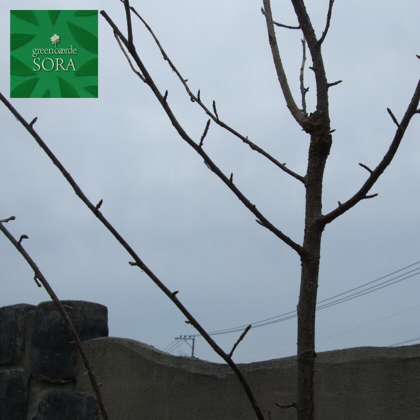 オオヤマザクラ 単木 樹高H:3000mm　植木 苗