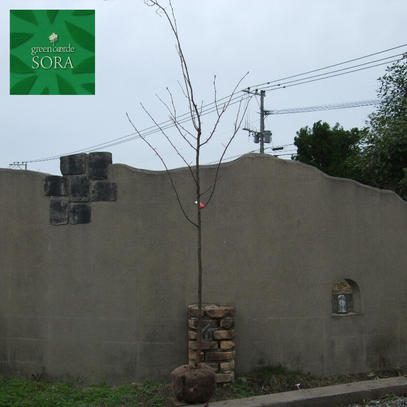 オオヤマザクラ 単木 樹高H:3000mm　植木 苗