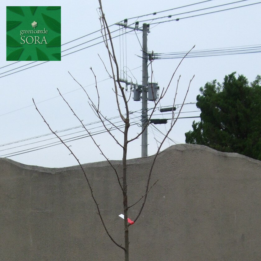 オオヤマザクラ 単木 樹高H:4000mm　植木 苗