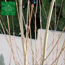 カツラ 単木 樹高H:3000mm 植木 苗