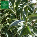 キンモクセイ 単木 樹高H:2500mm 植木 苗