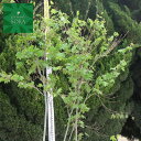 コハウチワカエデ 株立 樹高 H:3000mm 植木 苗