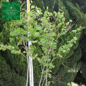 コハウチワカエデ 単木 樹高 H:2000mm　植木 苗