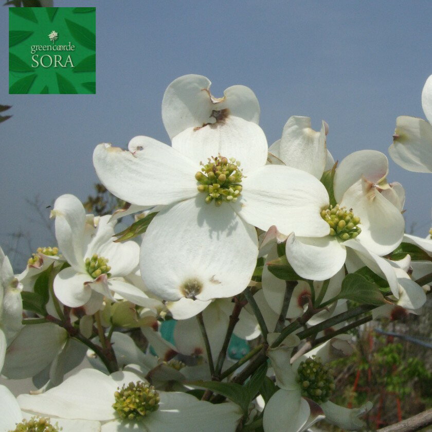 桜と入れかわるように咲くハナミズキは明るく目をひく花です ハナミズキ 花水木 白 単木 樹高 H 2500mm 植木 苗