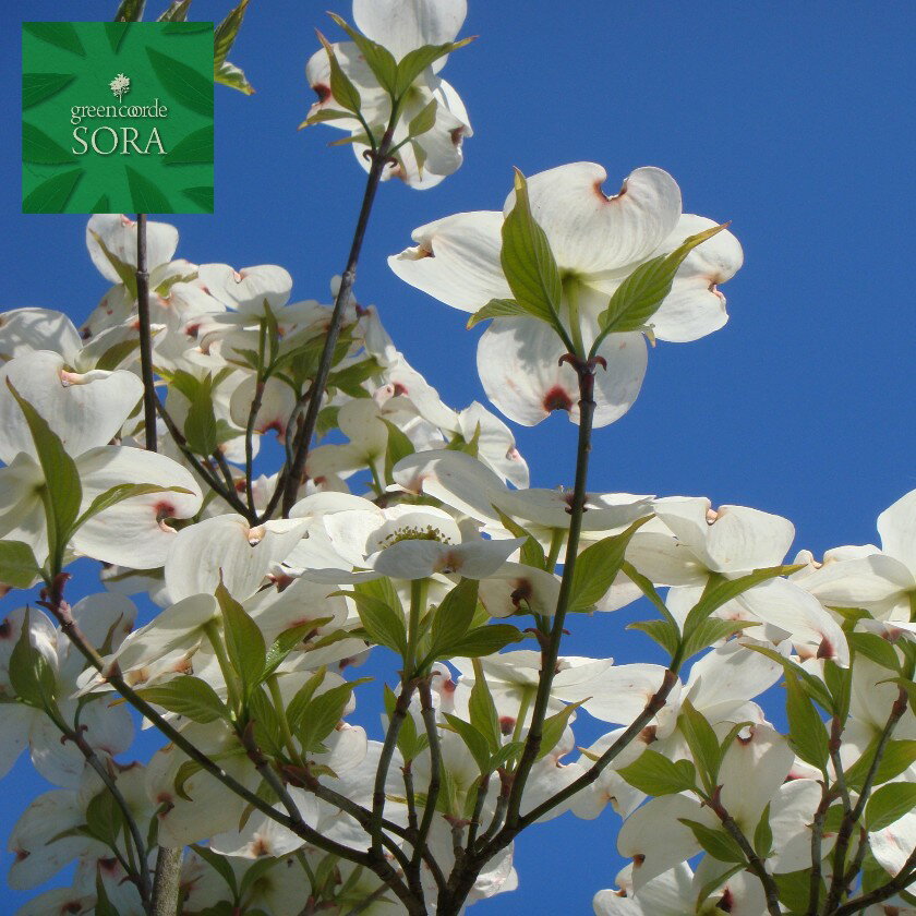花水木　白　単木　樹高　H:3000mm　植木 苗