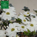 花水木　白　単木　樹高　H:2000mm　植木 苗
