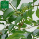 シマトネリコ 単木 樹高H:2000mm　植木 苗